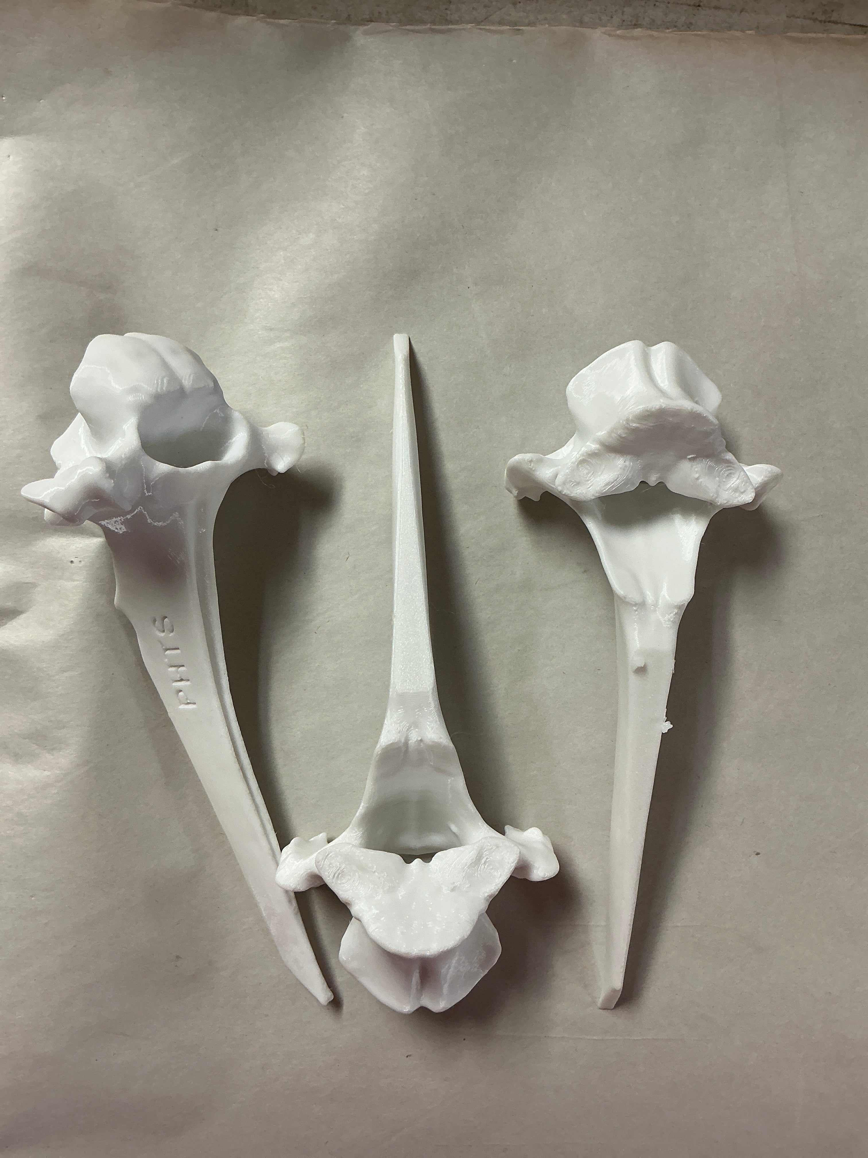 White Vertebrae Bone-synthetic material – Kansas Trapline Products